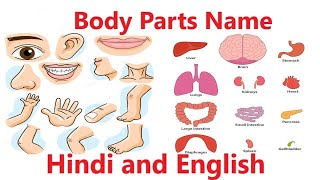 Body Parts Name In English  Learn Body Parts Names  Body Parts Name [upl. by Collayer279]