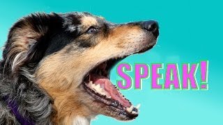 Easy Dog Trick How to Teach your Dog to Speak or Bark When you Ask [upl. by Elleret]