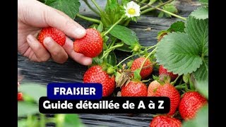 La culture du fraisier de A à Z [upl. by Aihsei986]