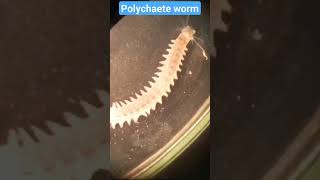 Polychaete worm  External Morphology part l [upl. by Mallissa651]