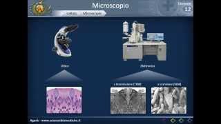 Citologia 12  microscopio [upl. by Erwin185]