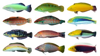 Types of Wrasses Part 2  Genus Halichoeres Family Labridae [upl. by Wilhelm809]