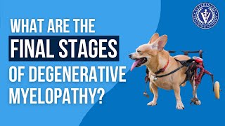 What are the final stages of Degenerative Myelopathy [upl. by Bolt409]