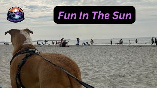 Malibu Dog Beach Longport New Jersey [upl. by Nohsyt]