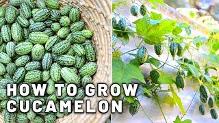 How to grow Cucamelon in a small space in shade  Harvest and taste test Mini Mexican cucumbers [upl. by Zeugirdor579]