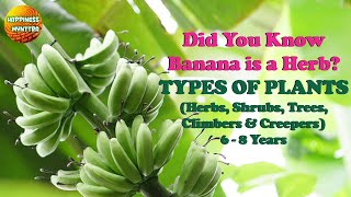 Did you know Banana Plant is a Herb Types of Plants [upl. by Kerin]