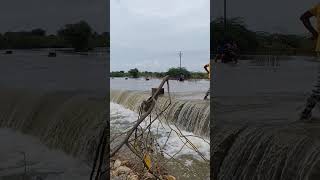 लूणी नदी जैतारण में jaitarannews जैतारण flood jaitaran [upl. by Aicel]