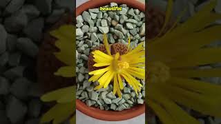 Can You Imagine This Rock Is Actually a Plant🌱🌼 facts shorts nature lithops succulents [upl. by Raknahs573]