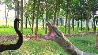 Anaconda snake movie part 5 HD video Vfxsttv [upl. by Ardel]