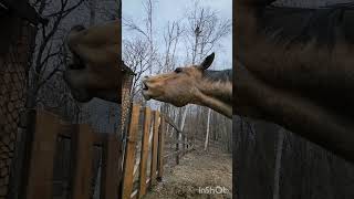 Spirit Licking MineralSalt Block Causing A Racket With A Bucket Mounting Spirit And Riding Spirit [upl. by Ailido]