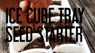 Ice Cube Tray Seed Starter [upl. by Nawtna638]