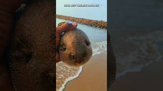 puffer fish returned to their sea shorts trending sea pufferfish [upl. by Wilma66]