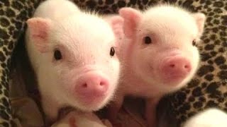 micro cochon mignon  un mini vidéos mignon de porc Compilation [upl. by Bilek]