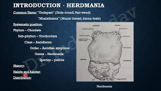 Life History of Herdmania 1 [upl. by Tiphany]