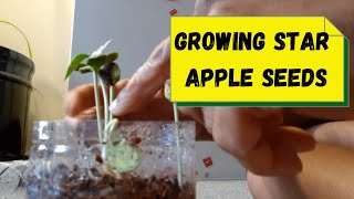 Growing Star Apple Seeds [upl. by Ahsyekat953]