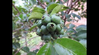 MOSTRANDO O PÉ DE ARAÇÁUNA Psidium myrtoides 🌿🌿🌿🌿🌷 [upl. by Cozmo]