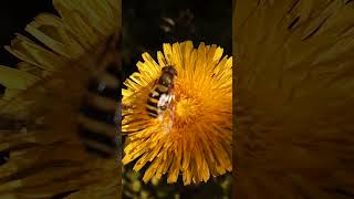 A Bee is on the Hawkweed Oxtongue [upl. by Normand]