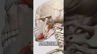 Muscles Involved in Mandible Depression 💪 [upl. by Charline]