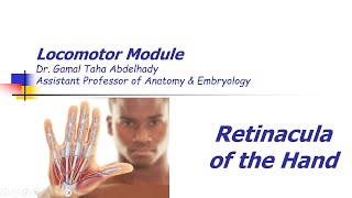 Anatomy of the hand  Retinacula  Arabic narration [upl. by Tlihcox]