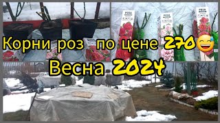 Весна 2024 ПодмосковьеЗаглядываю под укрытия розКОРНИ роз по 270 руб [upl. by Enirual]