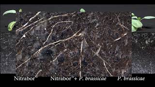 Nitrabor vs Plasmodiophora brassicae Yara Poland english version [upl. by Pierson]