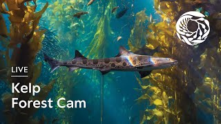 Live Kelp Forest Cam  Monterey Bay Aquarium [upl. by Post459]