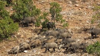 CEO TRUST DOMUZ AVI 1 Wild Boar Hunting [upl. by Short560]