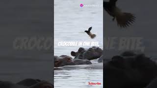 Crocodile Vs Hippo viralvideo shortsfeed science shortsvideo wildlife [upl. by Yramesor]