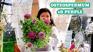 OSTEOSPERMUM 4D PURPLE  SEPARATE AND REPOT PLANT [upl. by Auburta983]