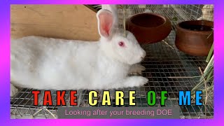 Tips for Keeping Your Breeding Does Healthy rabbitofarmino rabbit [upl. by Bernelle732]