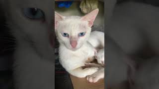 Two different colored eyes Kitten catlover [upl. by Aidnac]