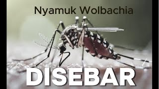 Nyamuk Wolbachia Nyamuk Apa Itu Ini Faktanya yang Bisa Lawan DBD [upl. by Animsay420]