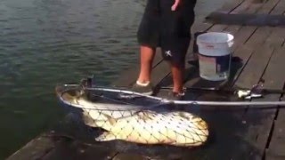 Lake fishing70lb mekong catfish caught at Bungsamran LakeThailand [upl. by Timus]