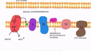 CORSO DI BIOCHIMICA  LEZIONE 16 DI 47  FOSFORILAZIONE OSSIDATIVA  PARTE 2 [upl. by Elleimac201]