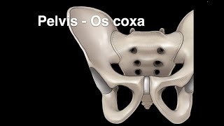 Pelvis Osteology Os coxa [upl. by Eimile]