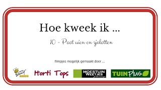 Hoe kweek ik Poot Uien en Poot Sjalotten DEEL 1 en 2 [upl. by Eiblehs]