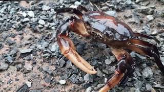 Very large field crabs  Very large crab crab animals crabby carbon crabgame [upl. by Engleman836]