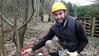 An intro to Coppicing [upl. by Xavier205]