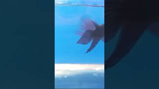 Fighter music love arabic aquarium fish [upl. by Aenil]