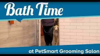 Puppy Bath Time at PetSmart Grooming Salon [upl. by Bailar958]