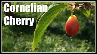 Cornelian Cherry Cornus mas Fruiting  Ninja Gardening  Episode 59 [upl. by Copeland427]