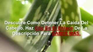 ALOE VERA PARA LA CAIDA DEL CABELLO ¿VOLVERA A CRECER  ALOE VERA PARA EL CABELLO [upl. by Ysied57]