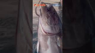 凄腕 100kg級マグロを最速で釣ってしまう 大間マグロ漁師 南兄弟の連携プレイ クロマグロ [upl. by Atikehs]