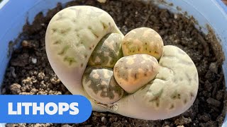 LITHOPS Piedras Vivas  Cuidados y Reproducción [upl. by Ioves]