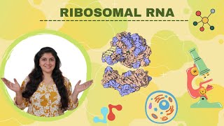 Structure amp Function of Ribosomal RNA  Std 9th amp 10th  Biotorial [upl. by Susette]