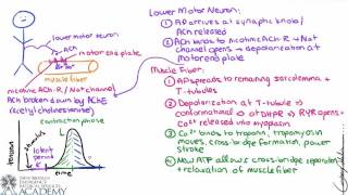 Skeletal Muscle Contraction [upl. by Edlyn290]