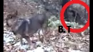 2 Real Sasquatch Caught Stalking Us Bigfoot Barn [upl. by Liebowitz]