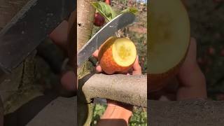 Enjoy Beautiful Fresh Fruit Cutting 🍊🍓🍉🍇 nature fruit fruitcutting [upl. by Rena]