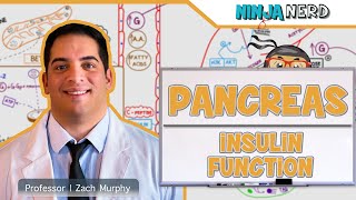 Endocrinology  Pancreas Insulin Function [upl. by Fraya]