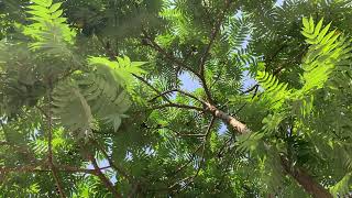 Looking up the sumac tree on a July morning [upl. by Klepac985]